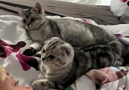 Wunderschöne BKH Mädchen