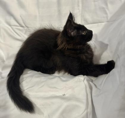 Kitten wie Maine Coon