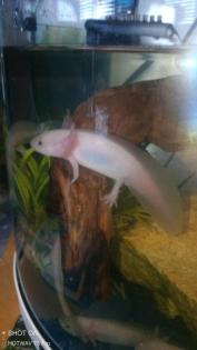 Axolotl Jungtiere abzugeben