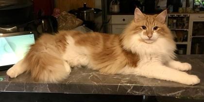 Norwegische Waldkatze reinrassige Mädchen suchen ein liebevolles zu Hause