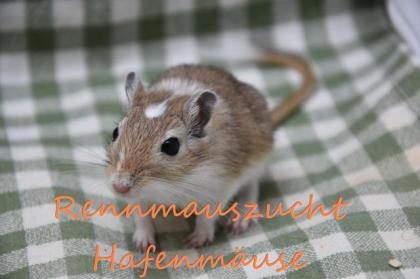 Mongolische Rennmäuse aus artgerechter Rennmauszucht Rennmaus Wüstenrennmaus W