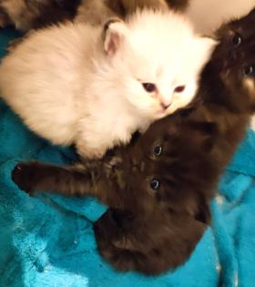 BKH und BLH Kitten suchen liebevolles Zuhause