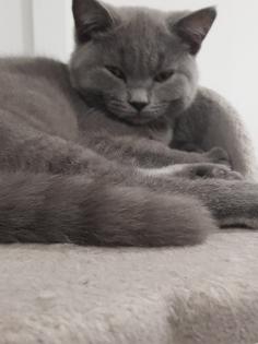 Bkh kitten 14 Wochen