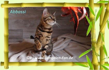 Bengal Kater Abbassi immer gut gelaunt fröhlich und lieb