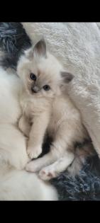 Ragdoll Kitten suchen ein zuhause