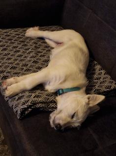 Kalle kinderlieber Terrier-Mischling