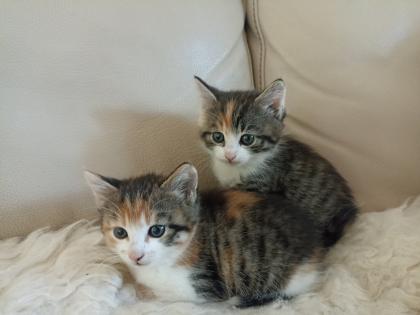 Glückskätzchen Kleine Kätzchen Kitten