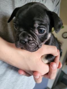 Französische Bulldoggen Baby s