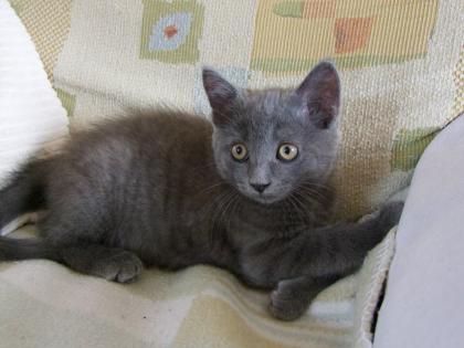 Süße kleine Kätzchen / Kitten / Katzenbabys