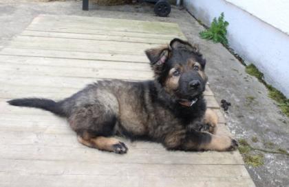Rüden Welpen Altdeutscher Schäferhund DDR Linien