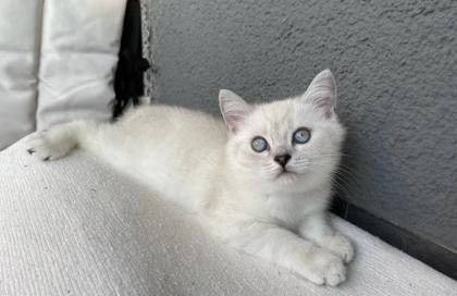 Abgabe bereite BKH blue point kitten
