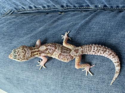 1. 0 Raptor Het Diablo blanko Leopargecko Männchen Enz 22 Übergabe Houten oder Hamm möglich snake r