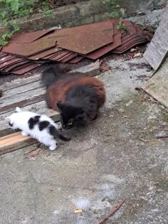 Süsse Katzenkitten Suchen neuen Dosenöffner