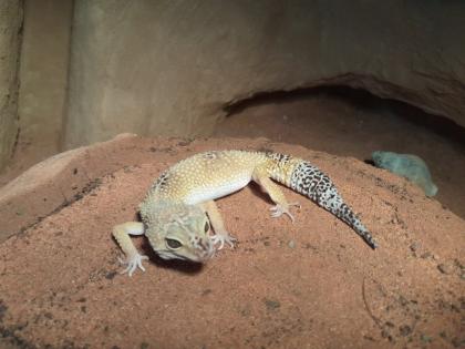 Leopardgecko Weibchen