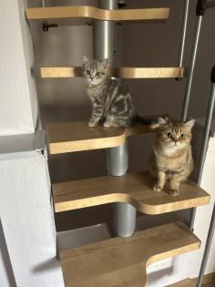 Zwei wunderschöne BKH Kitten Katzen