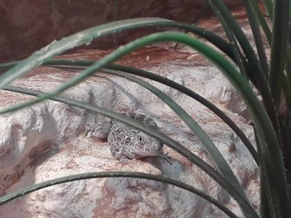 3 Skorpionschwanzgeckos abzugeben
