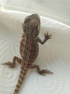 Bartagame Babys brauchen schnell ein neues Zuhause