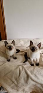 Kitten Süße Thai - Kitten alter Typ
