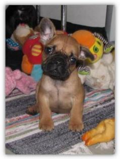 Französische Bulldoggen Babys dürfen ausziehen