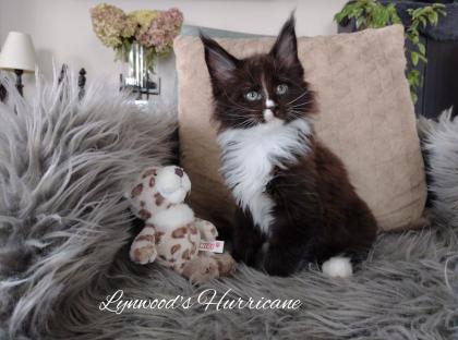 Wunderschöne reinrassige Maine Coon Kitten