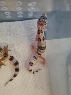 Leopardgeckos NZ 21 0. 1