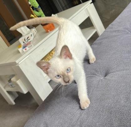 Siam Katze 3 Monate alt