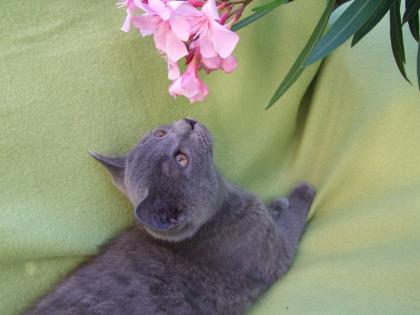 Süße kleine Kätzchen / Kitten / Katzenbabys