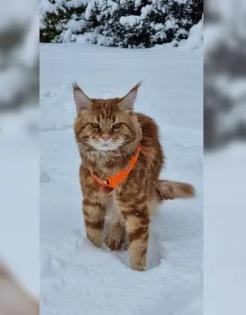 Maine Coon Kitten / Coonies /Kitten