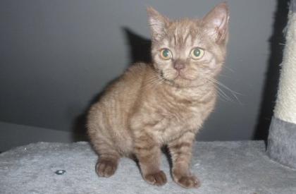 Reinrassige süße Britisch-Kurzhaar Kitten und junge Katzen warten auf Dich