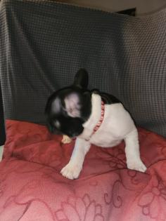 Französische Bulldoggen Baby s