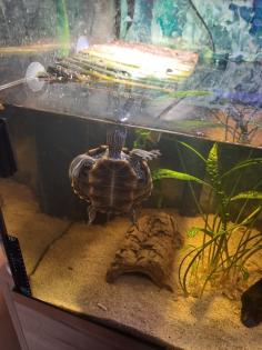 2 Mississippi höckerschildkröte Zubehör
