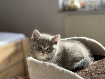 Wunderschöne schottische Britisch-Kurzhaar-Katze