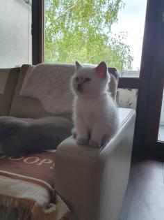 BKH Kitten Abgabebereit