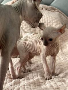 Sphinx Kitten nackt Katzen