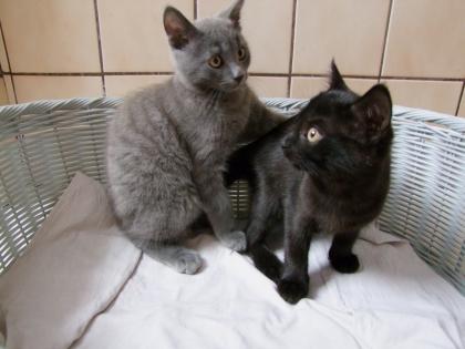 Süße kleine Kätzchen / Kitten / Katzenbabys