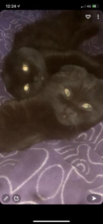 2 Scotish Fold Männchen