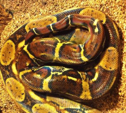 Tausche 1. 1 Boa constrictor imperator von 2022 gegen Königspython