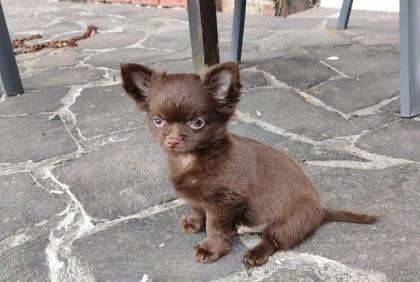 Chihuahua