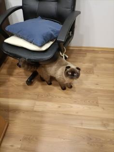 Scottish ford Deckkater