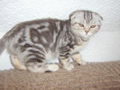 Scottish Fold BKH Katzen