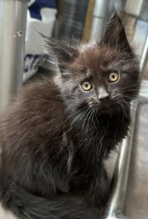 Maine Coon mix- alter Art Babys