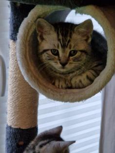 Liebevolle süße BKH Kitten abzugeben