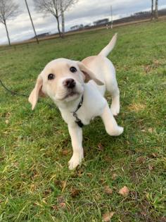 Labrador Welpe 12 wochen alt