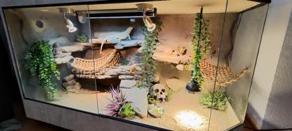 Terrarium mit Bartagamen Päarchen Premium Eigenbau eyecatcher