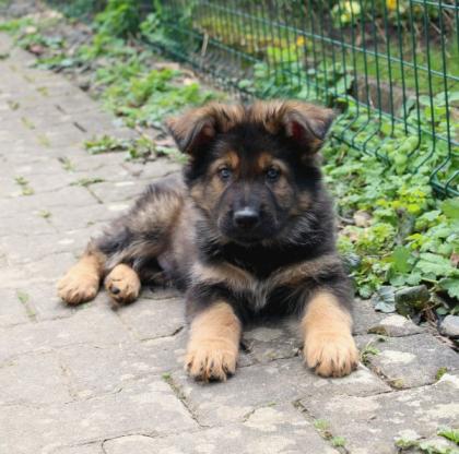 Rüden Welpen Altdeutscher Schäferhund DDR Linien