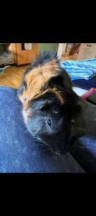 Liebes Rosetten Meerschweinchen Weibchen
