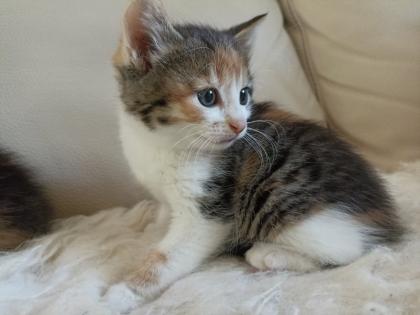 Glückskätzchen Kleine Kätzchen Kitten