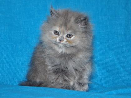 Reinrassige Perser Blau Crem Katze