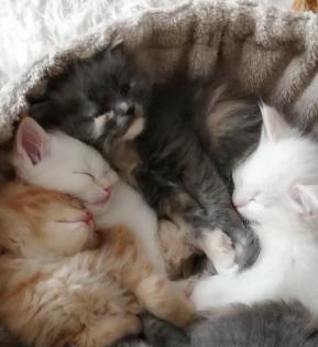 Edelmix Kitten Neva Masquarade Maine Coon