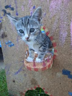 Katzenwelpen Kitten Kätzchen